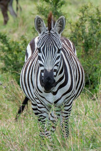 Hopkins, Cindy Miller 아티스트의 Africa-Kenya-Northern Serengeti Plains-Maasai Mara-Plains zebra aka Burchells zebra작품입니다.